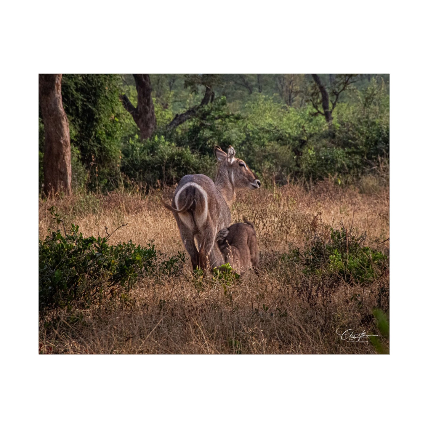 Rolled Posters - Waterbuck and Baby