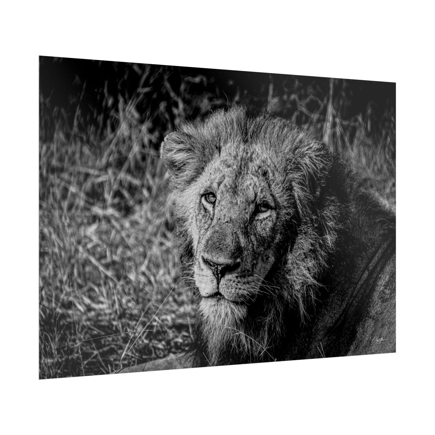 Rolled Posters - Old Lion B&W