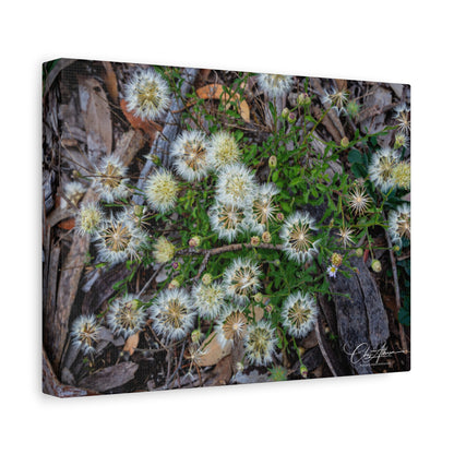 Matte Canvas, Stretched, 1.25" - Australian Wildflower Collection