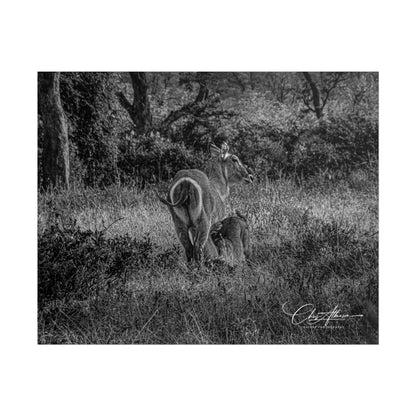 Waterbuck Baby Animal Posters B&W