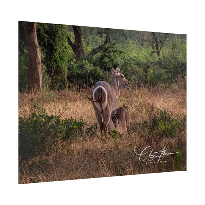 Rolled Posters - Waterbuck and Baby