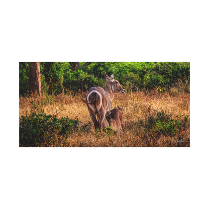 Waterbuck Nature Prints Matte Canvas