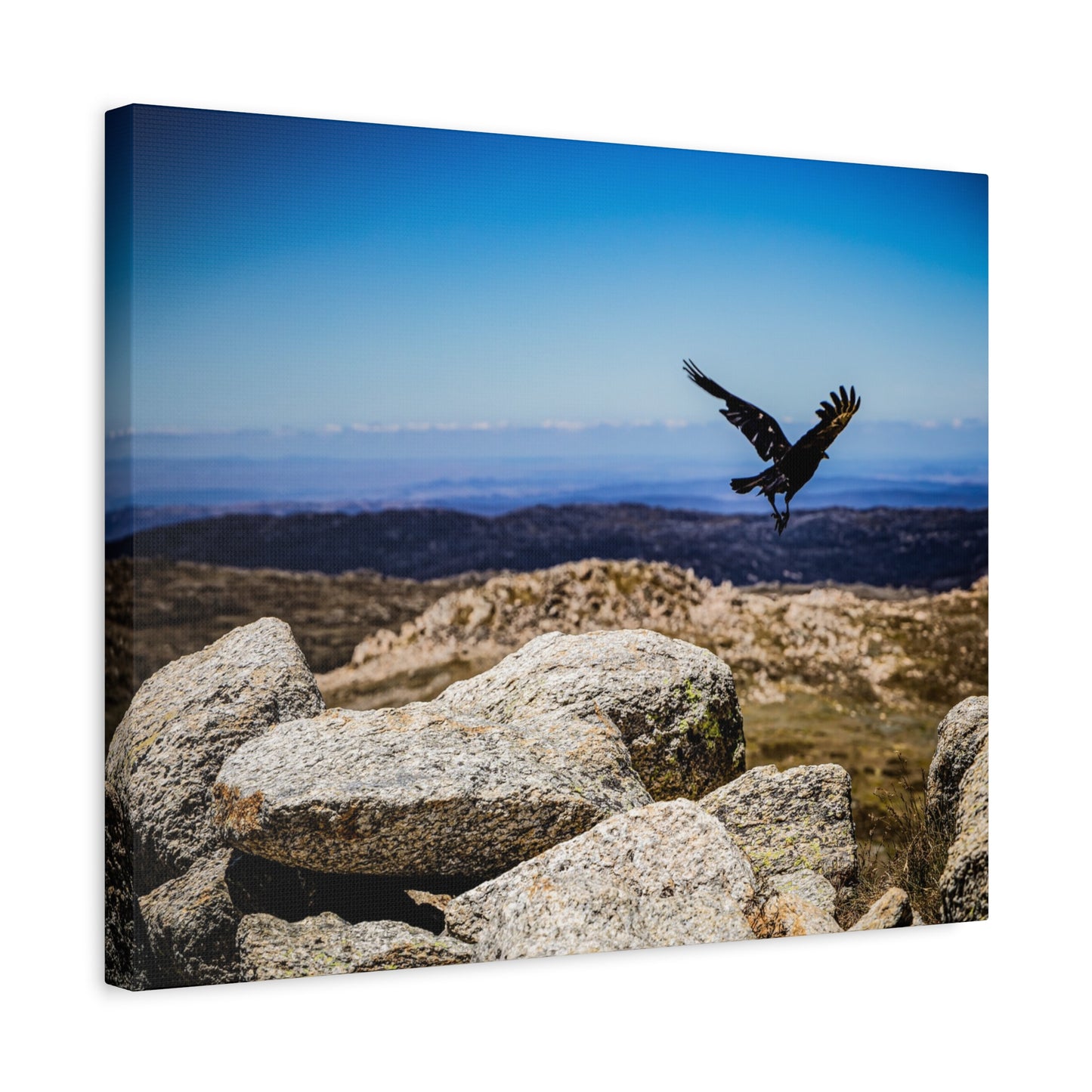 Little Raven Mt Kosciuszko Canvas Print