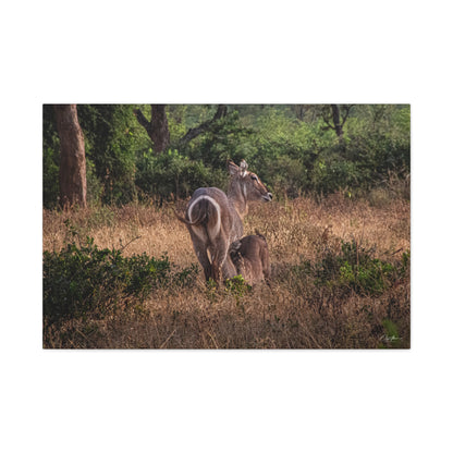 Matte Canvas, Stretched, 1.25" - Waterbuck and Baby