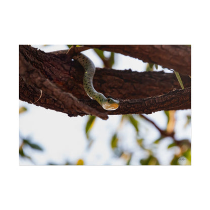 Rolled Posters - Spotted Bush Snake