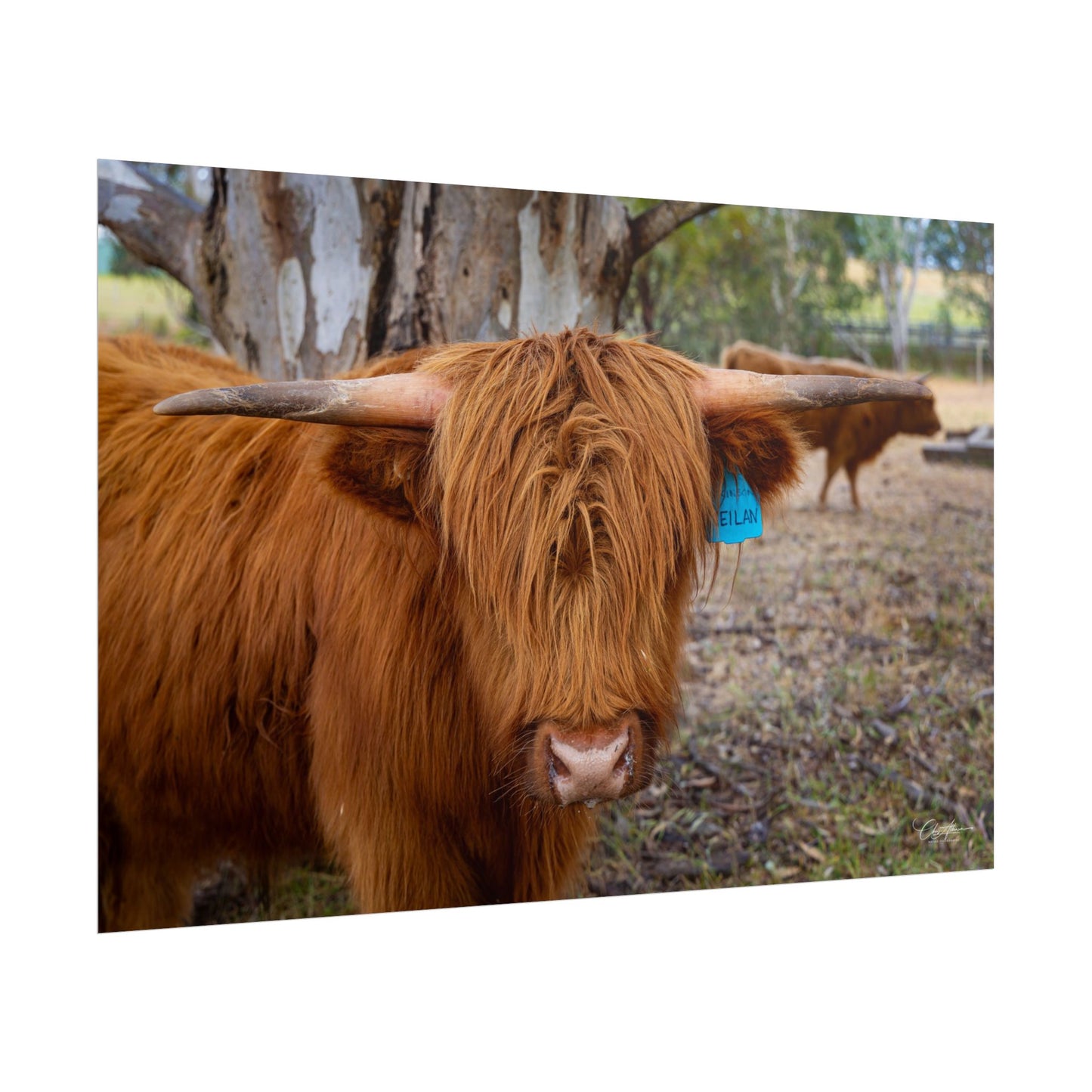 Rolled Posters - Scottish Highland Cattle