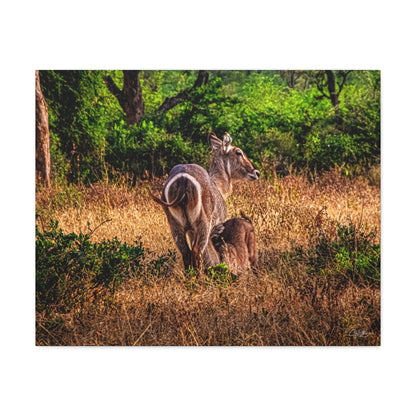 Waterbuck Nature Prints Matte Canvas 30" x 24" (Horizontal) 1.25"