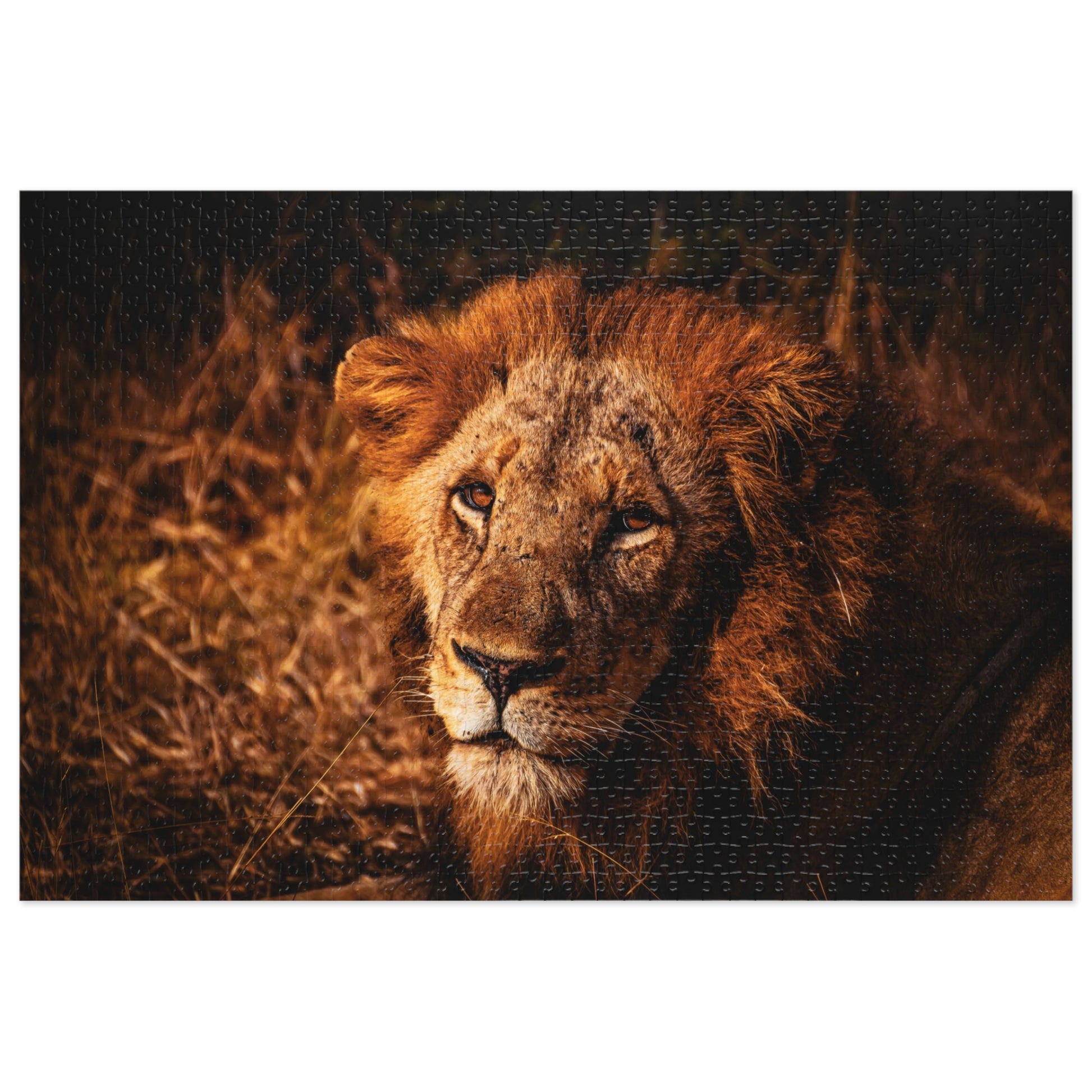 Majestic Old Lion Jigsaw Puzzle with Tin