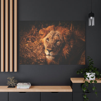 Old Lion Canvas Print