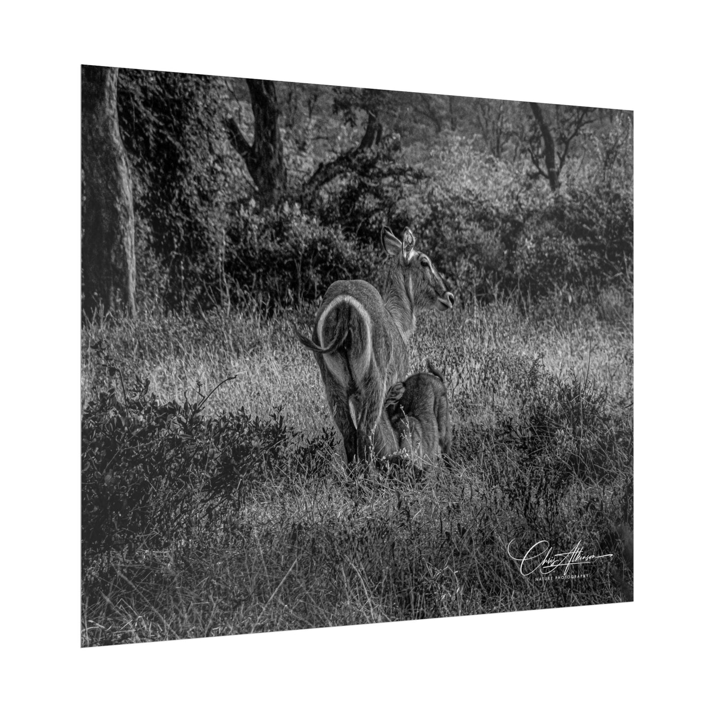 Waterbuck Baby Animal Posters B&W