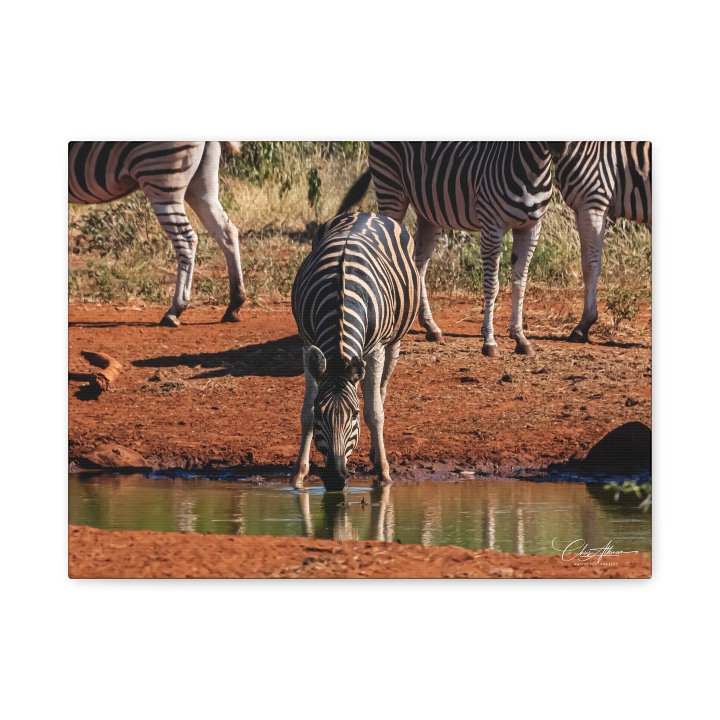 Matte Canvas, Stretched, 1.25" - Zebra at Waterhole