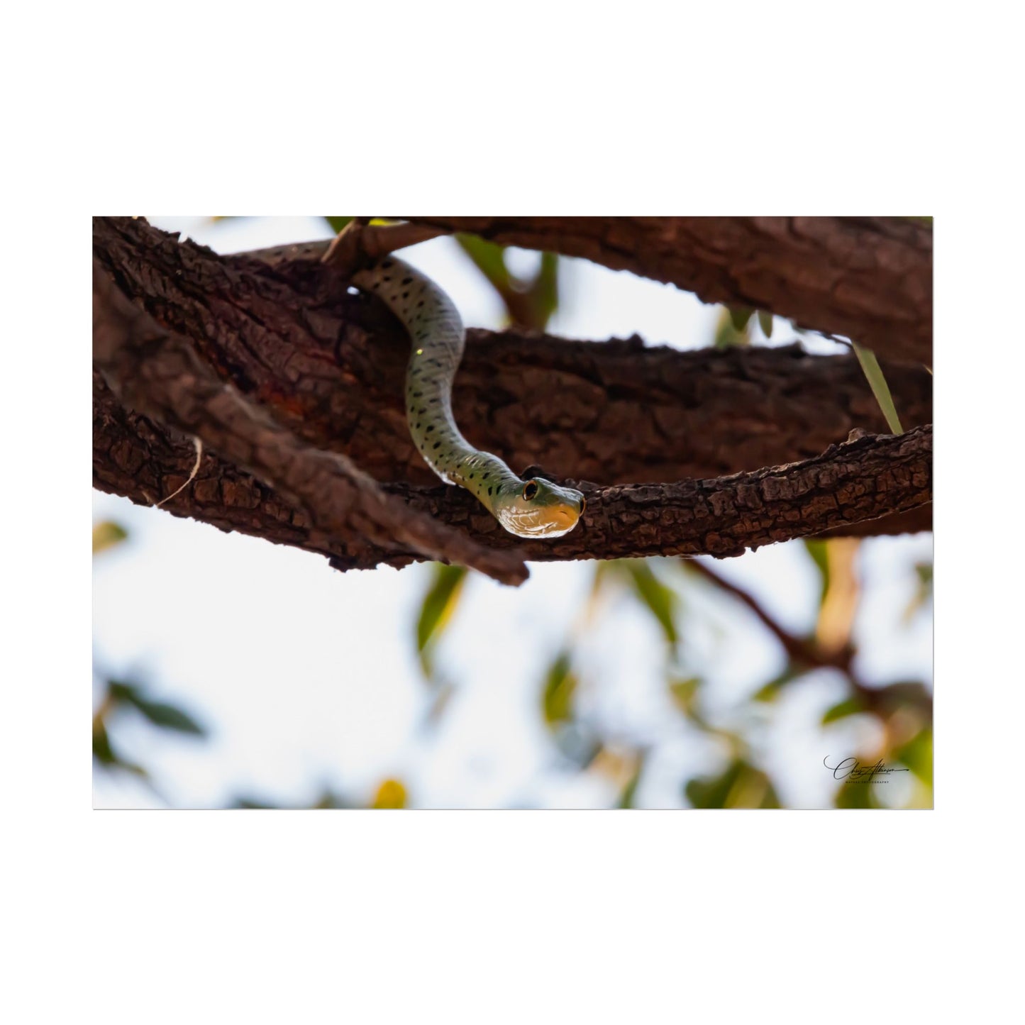 Rolled Posters - Spotted Bush Snake