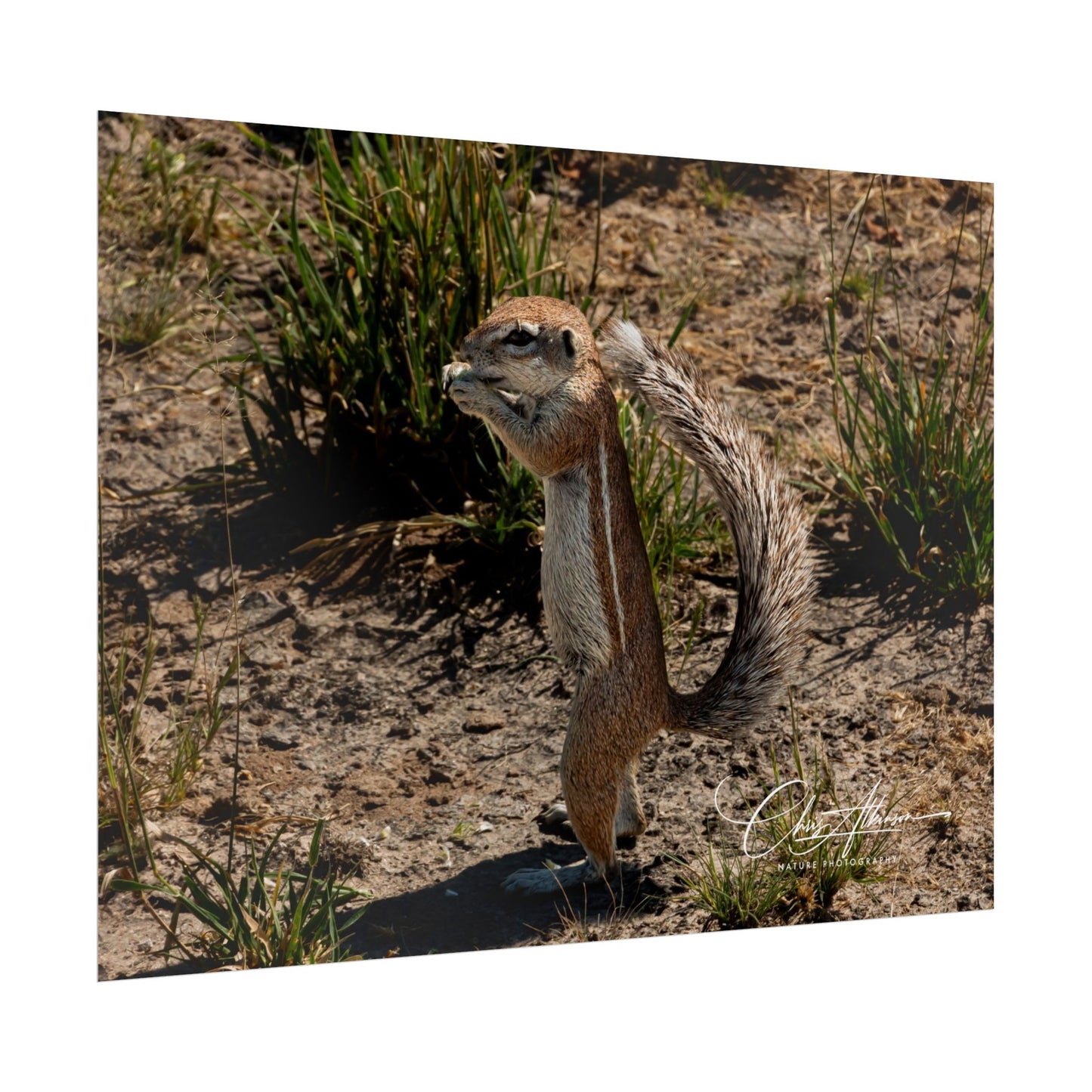 Rolled Posters - Ground Squirrel