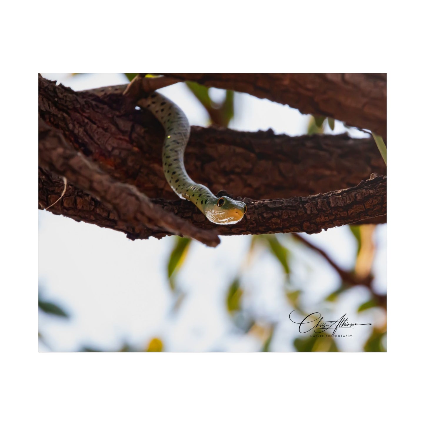 Rolled Posters - Spotted Bush Snake