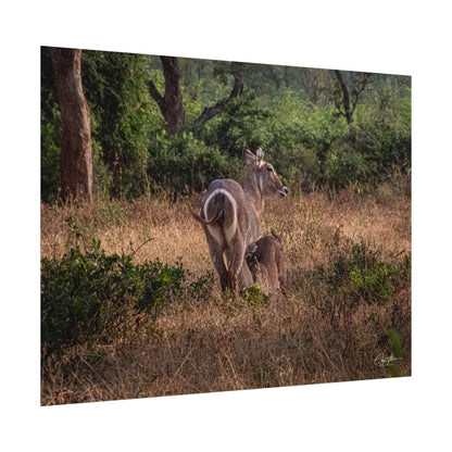 Rolled Posters - Waterbuck and Baby