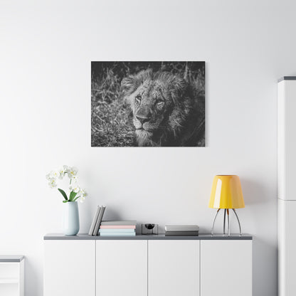 Old Lion Canvas Print B&W