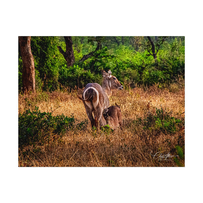 Rolled Posters - Waterbuck and Baby