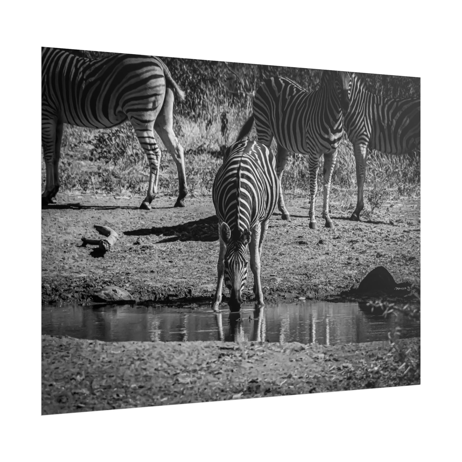 Rolled Posters - Zebra at Waterhole B&W