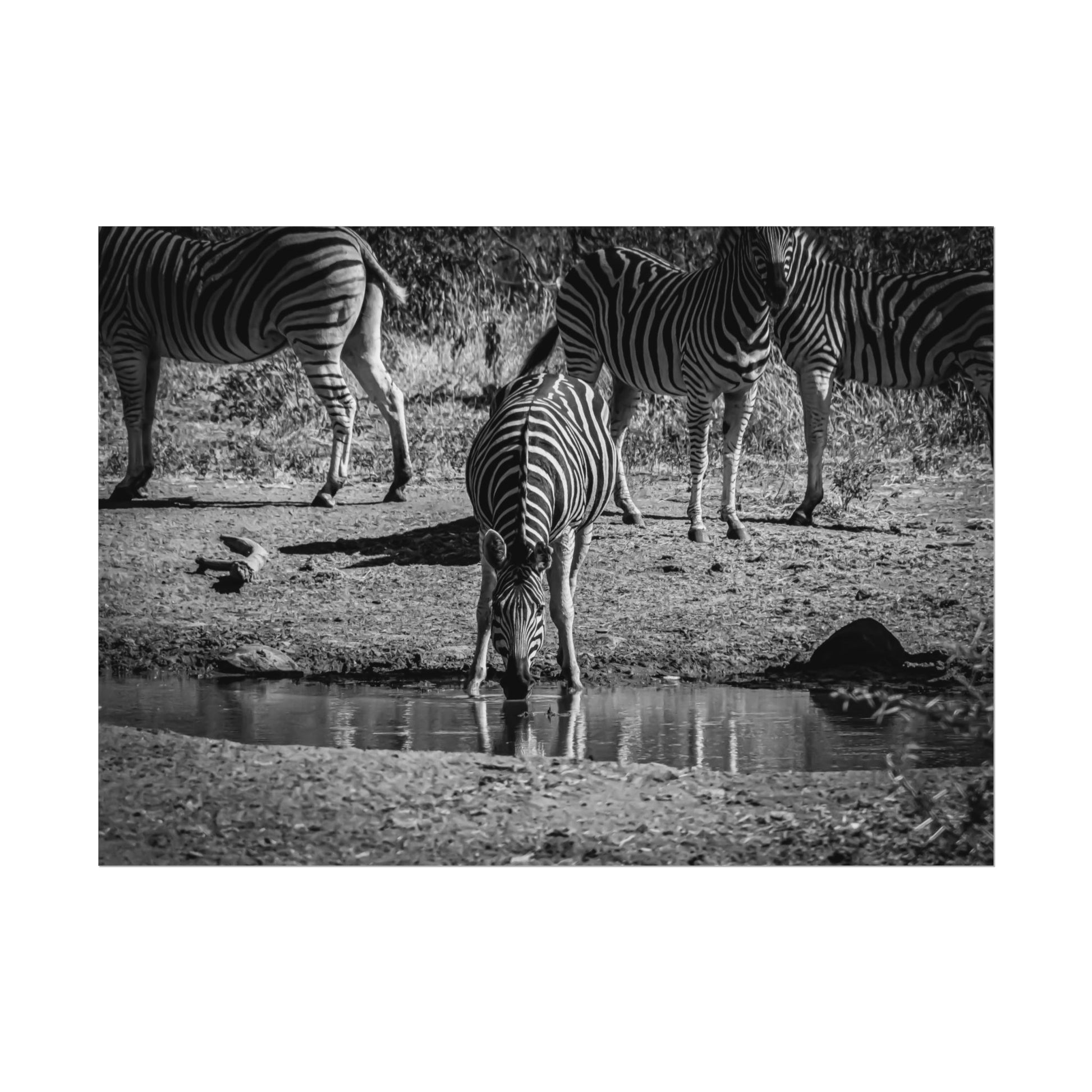 Rolled Posters - Zebra at Waterhole B&W 7" x 5" (Horizontal) Fine Art