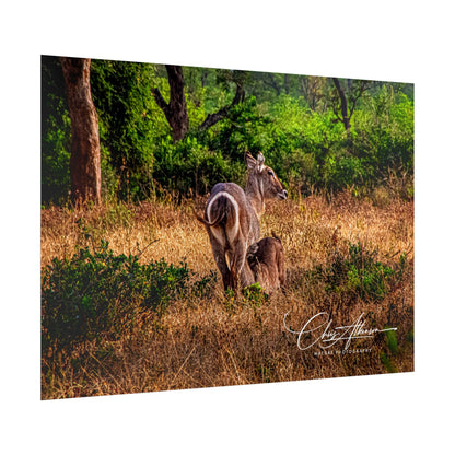 Rolled Posters - Waterbuck and Baby