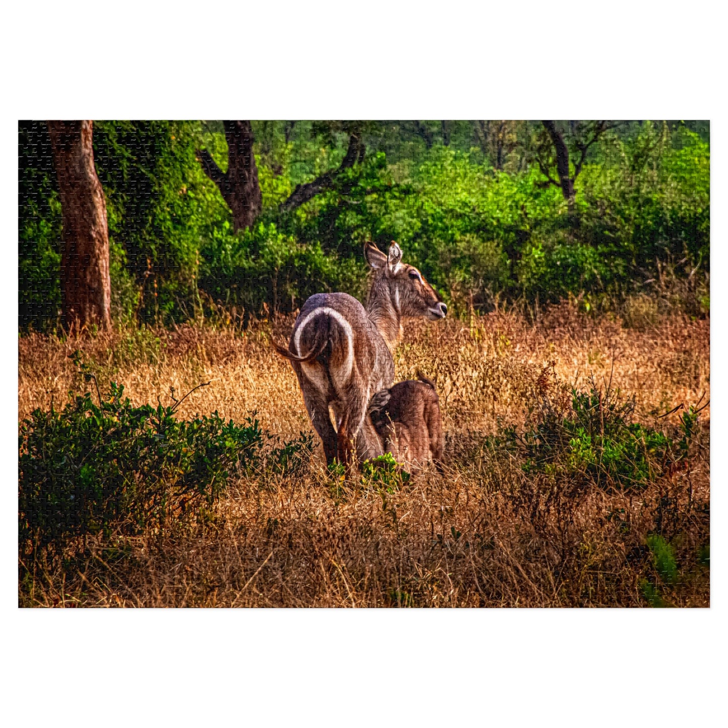 Waterbuck Photo Jigsaw Puzzle with Tin 40" x 28" (2000 pcs)