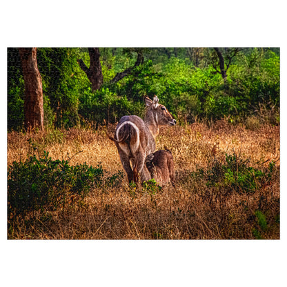 Waterbuck Photo Jigsaw Puzzle with Tin 40" x 28" (2000 pcs)