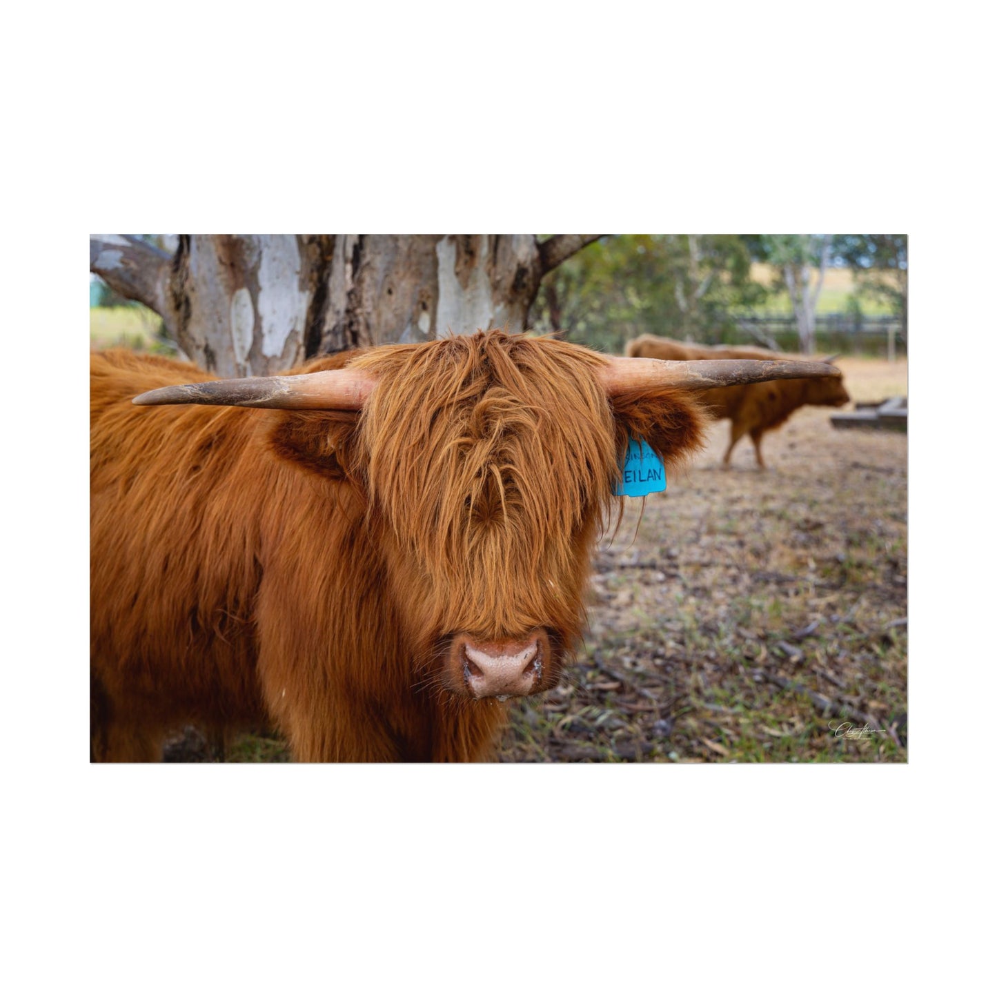 Rolled Posters - Scottish Highland Cattle