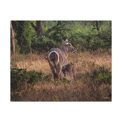 Matte Canvas, Stretched, 1.25" - Waterbuck and Baby