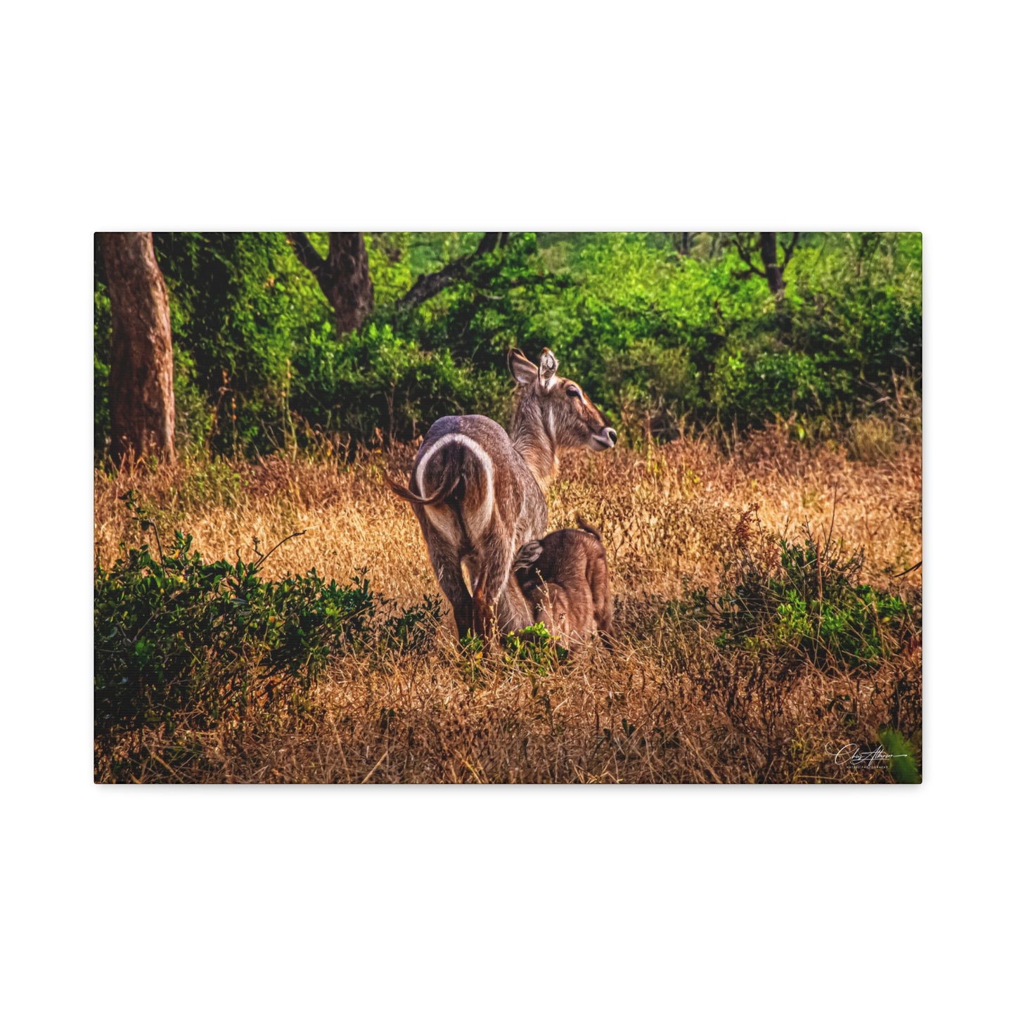 Waterbuck Nature Prints Matte Canvas 24″ x 16″ (Horizontal) 1.25"