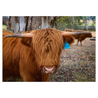 Scottish Highland Cattle Puzzle with Tin 40" x 28" (2000 pcs)