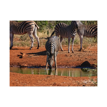 Rolled Posters - Zebra at Waterhole