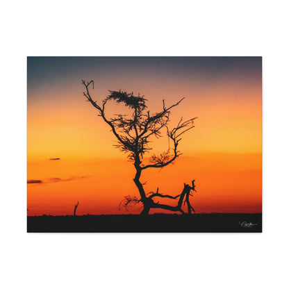 Matte Canvas, Stretched, 1.25" - Sunset over the Kalahari