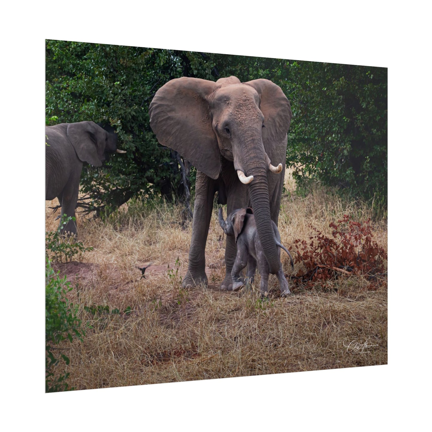 Rolled Posters - Elephant and Baby