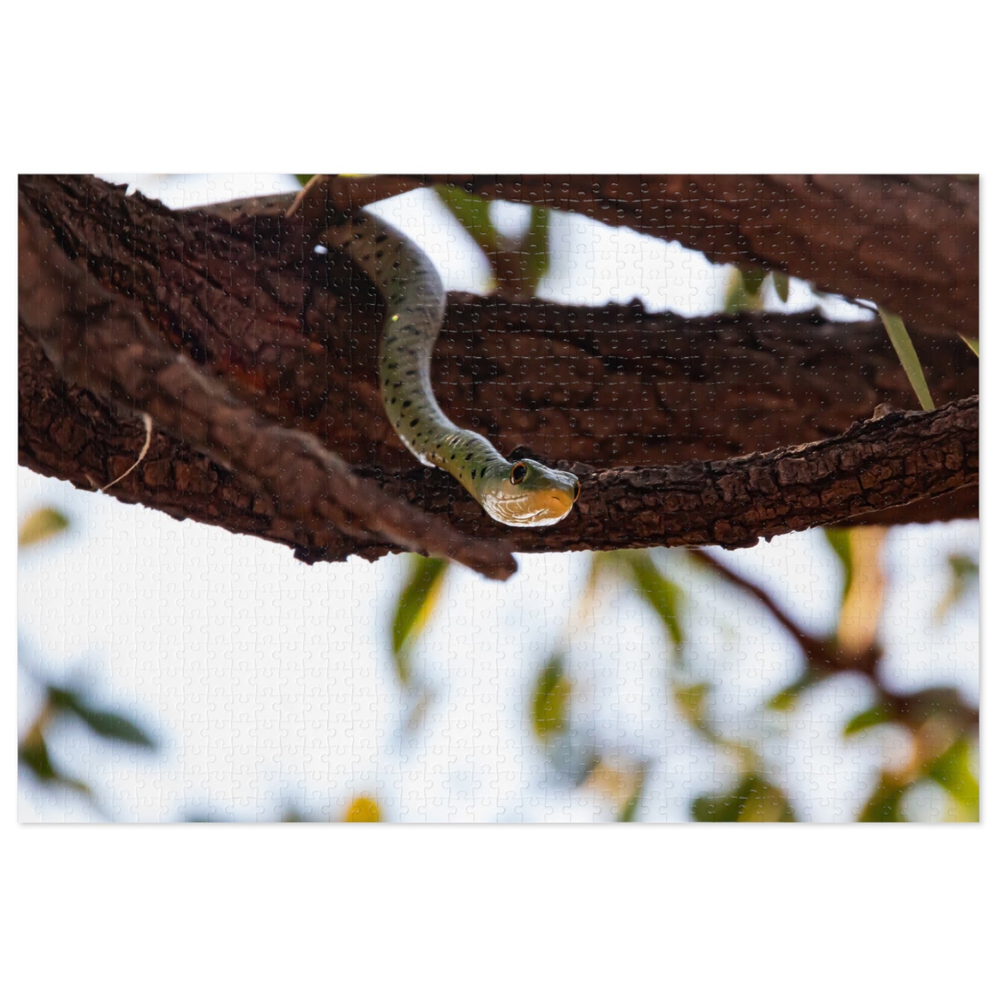 Spotted Bush Snake Puzzle with Tin