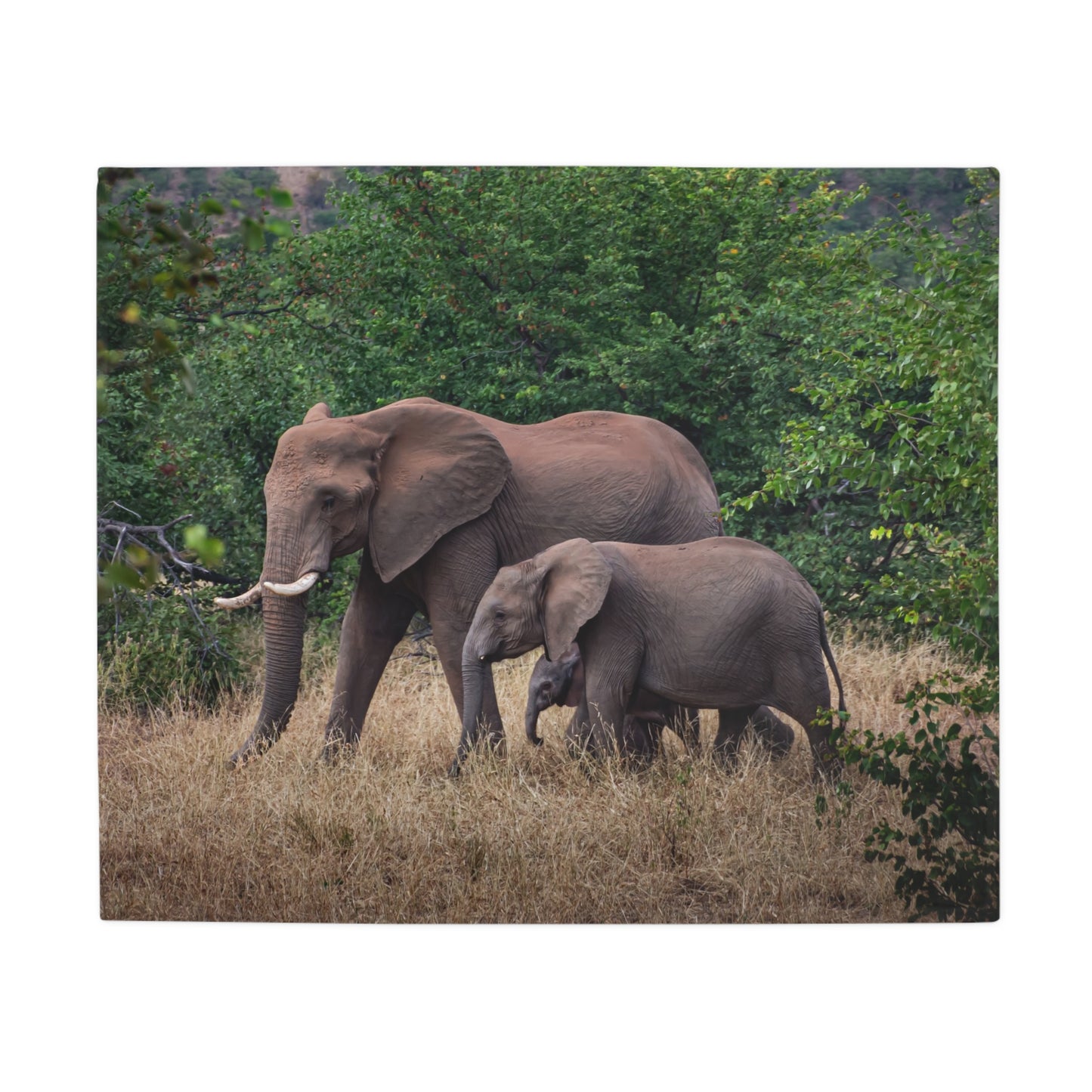 Family of Elephants Fleece Blanket 50" × 60"