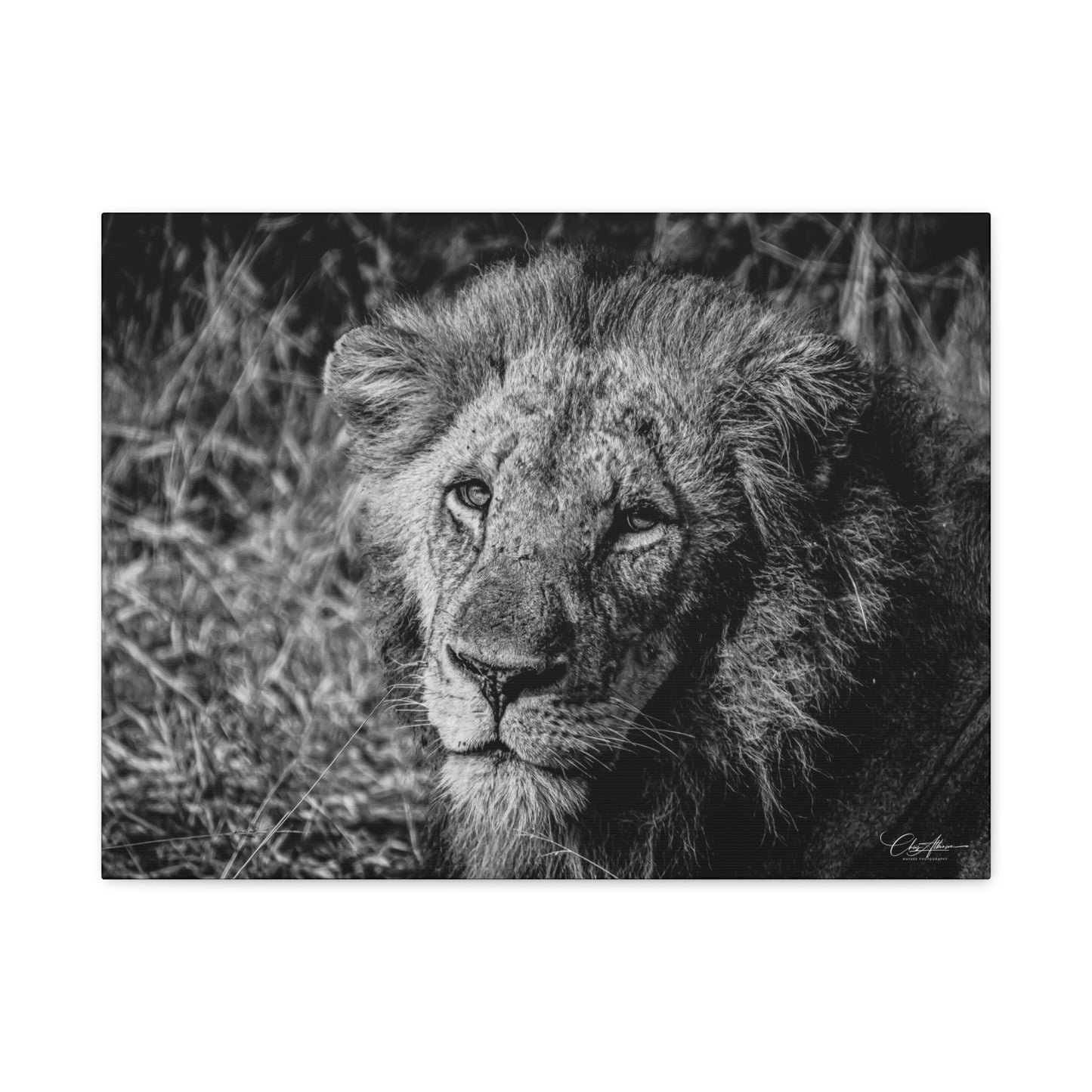 Old Lion Canvas Print B&W 24″ x 18″ (Horizontal) 1.25"