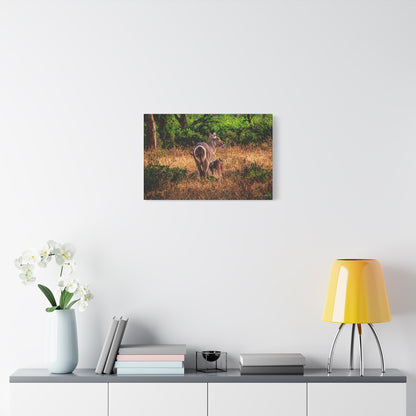 Waterbuck Nature Prints Matte Canvas