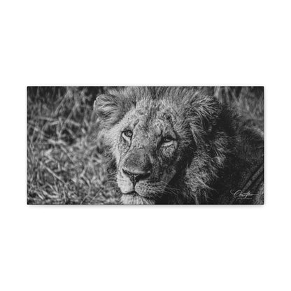 Old Lion Canvas Print B&W 20" x 10" (Horizontal) 1.25"