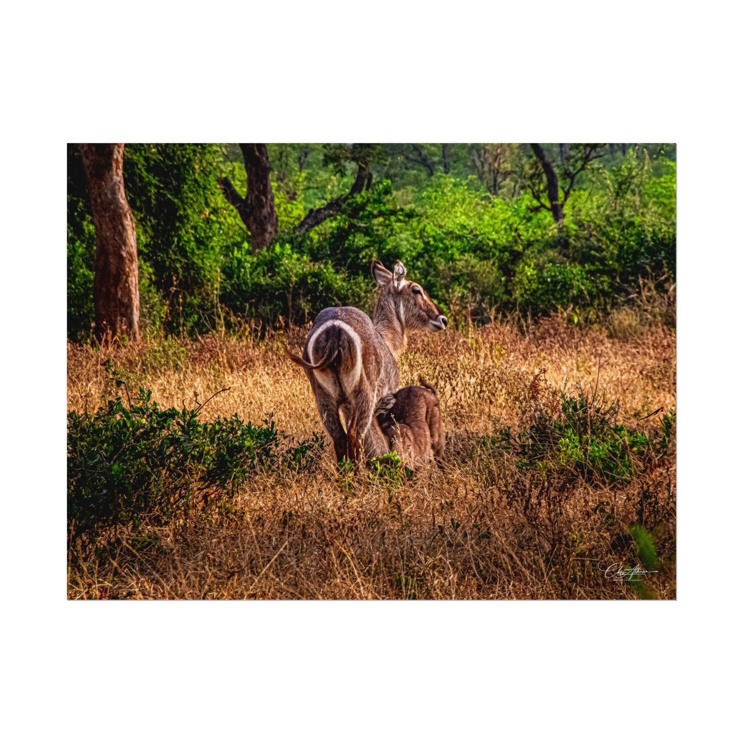 Rolled Posters - Waterbuck and Baby