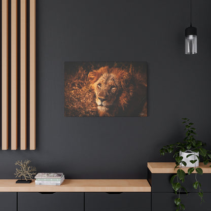 Old Lion Canvas Print