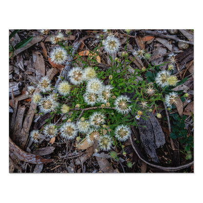 Jigsaw Puzzle (30, 110, 252, 500, 1000 Piece) - Australian Wildflower Collection