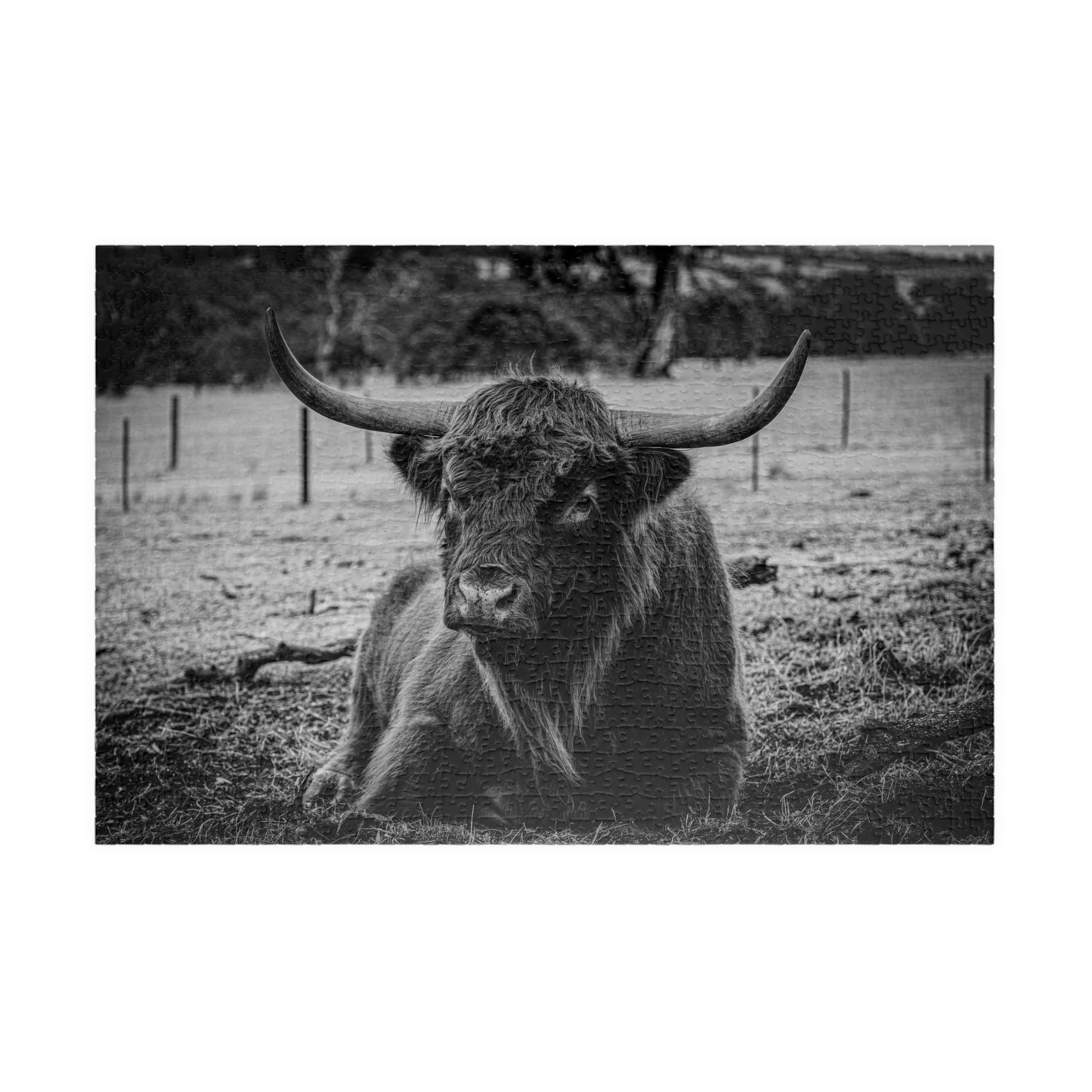 Scottish Highland Cattle Puzzle B&W