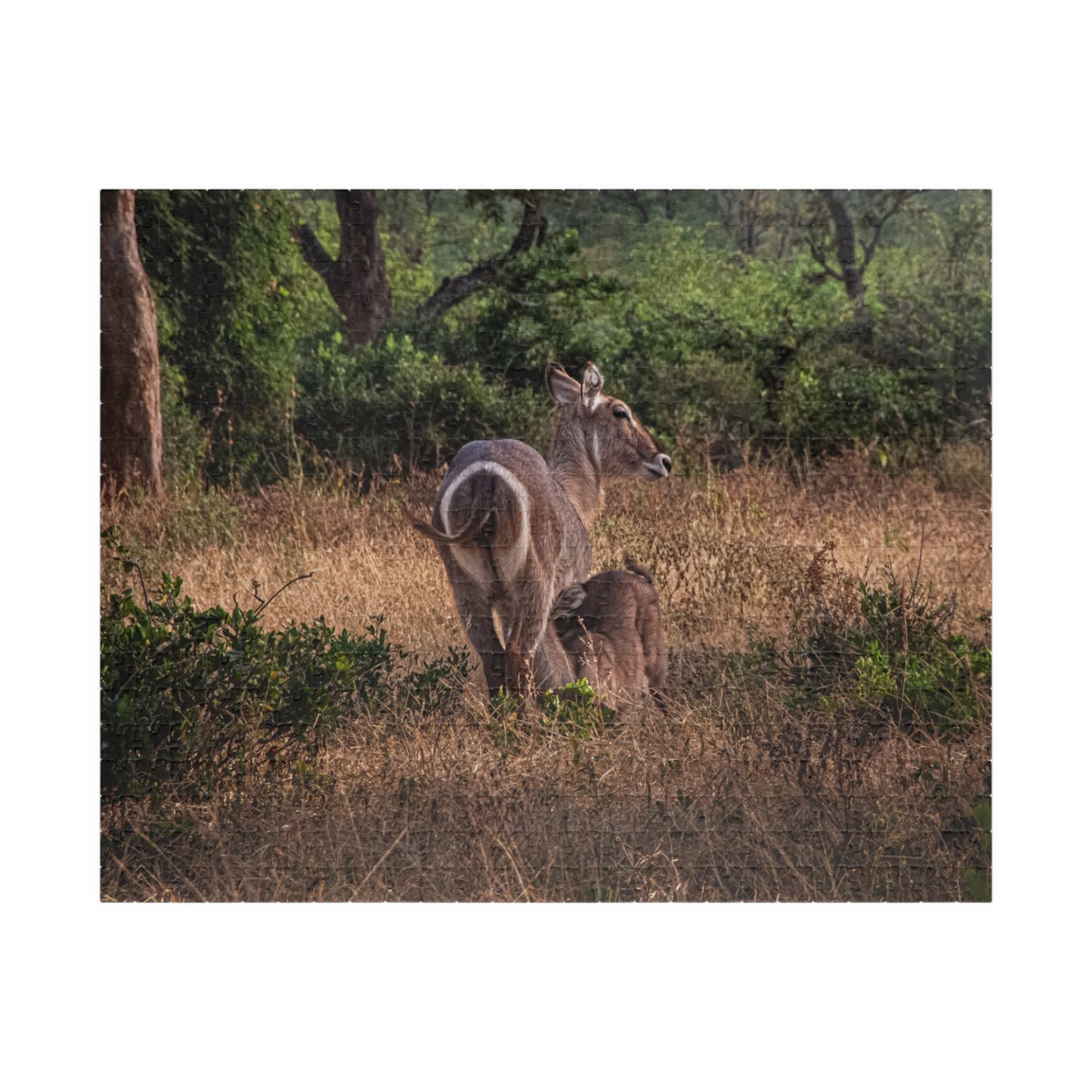 Puzzle (110, 252, 520, 1014-piece) - Waterbuck and Baby