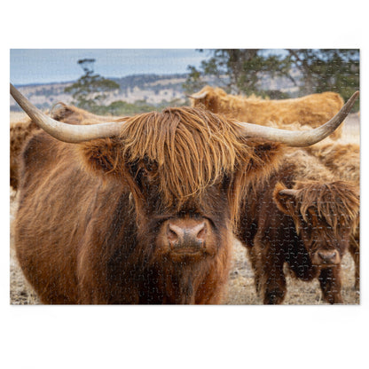 Scottish Highland Cattle Puzzle with Tin 21" × 15.5" (500 pcs)