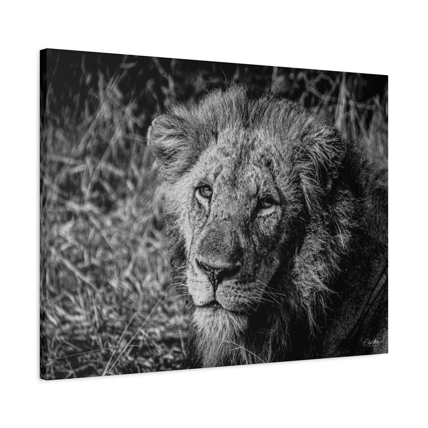 Old Lion Canvas Print B&W