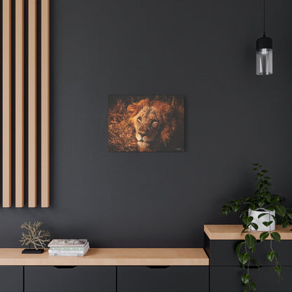 Old Lion Canvas Print