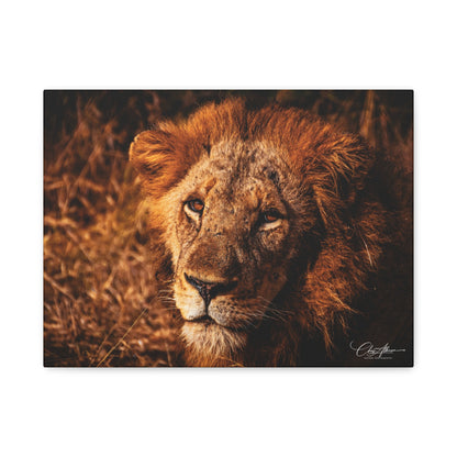 Old Lion Canvas Print 16″ x 12″ (Horizontal) 1.25"