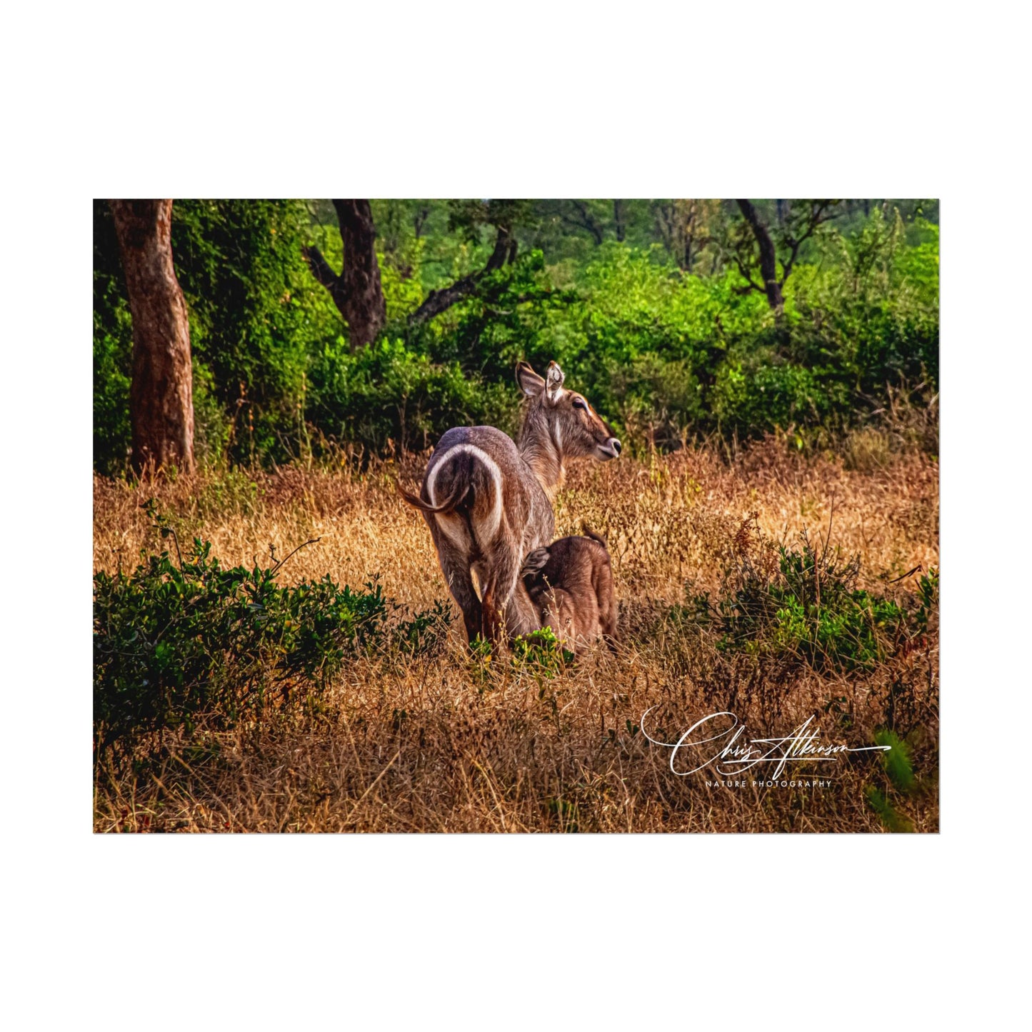 Rolled Posters - Waterbuck and Baby