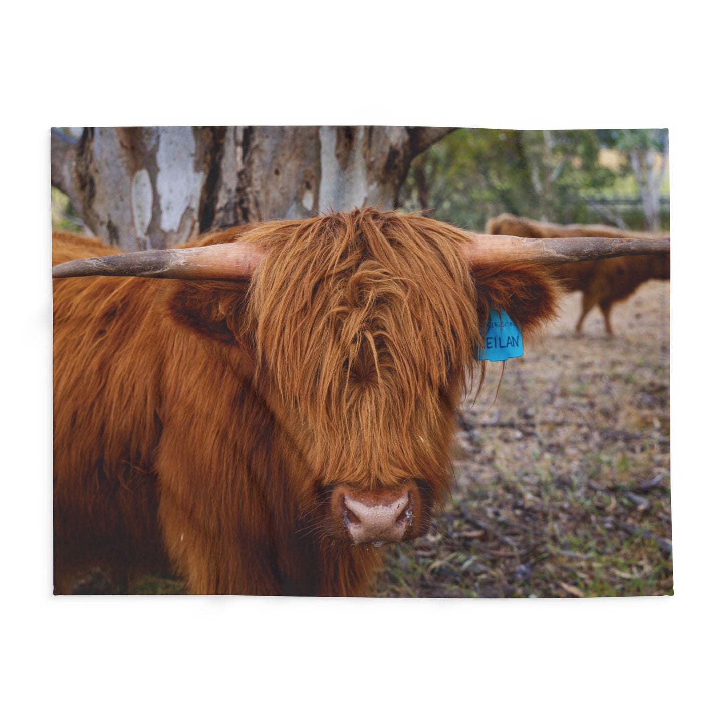 Arctic Fleece Blanket - Scottish Highland Cattle