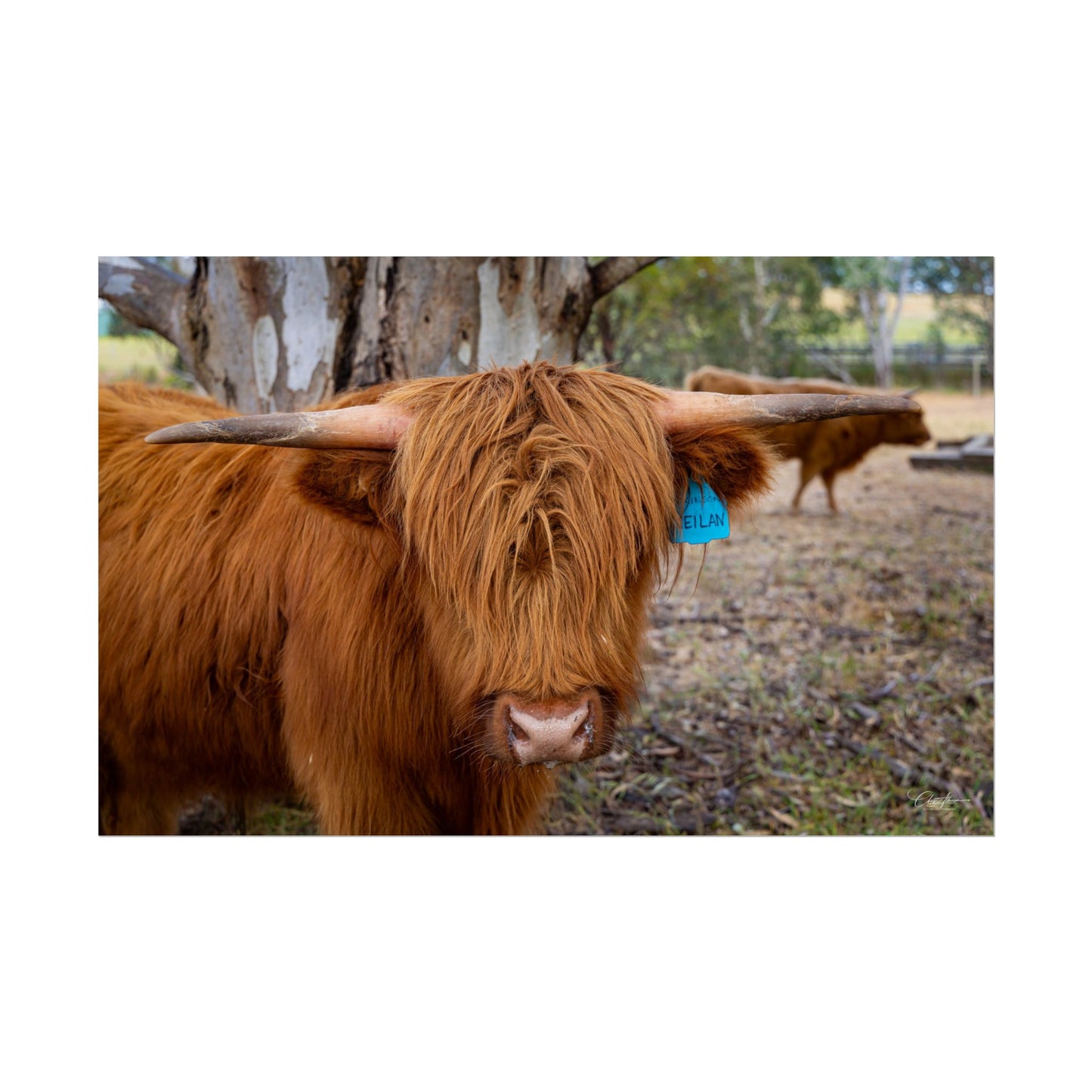 Rolled Posters - Scottish Highland Cattle